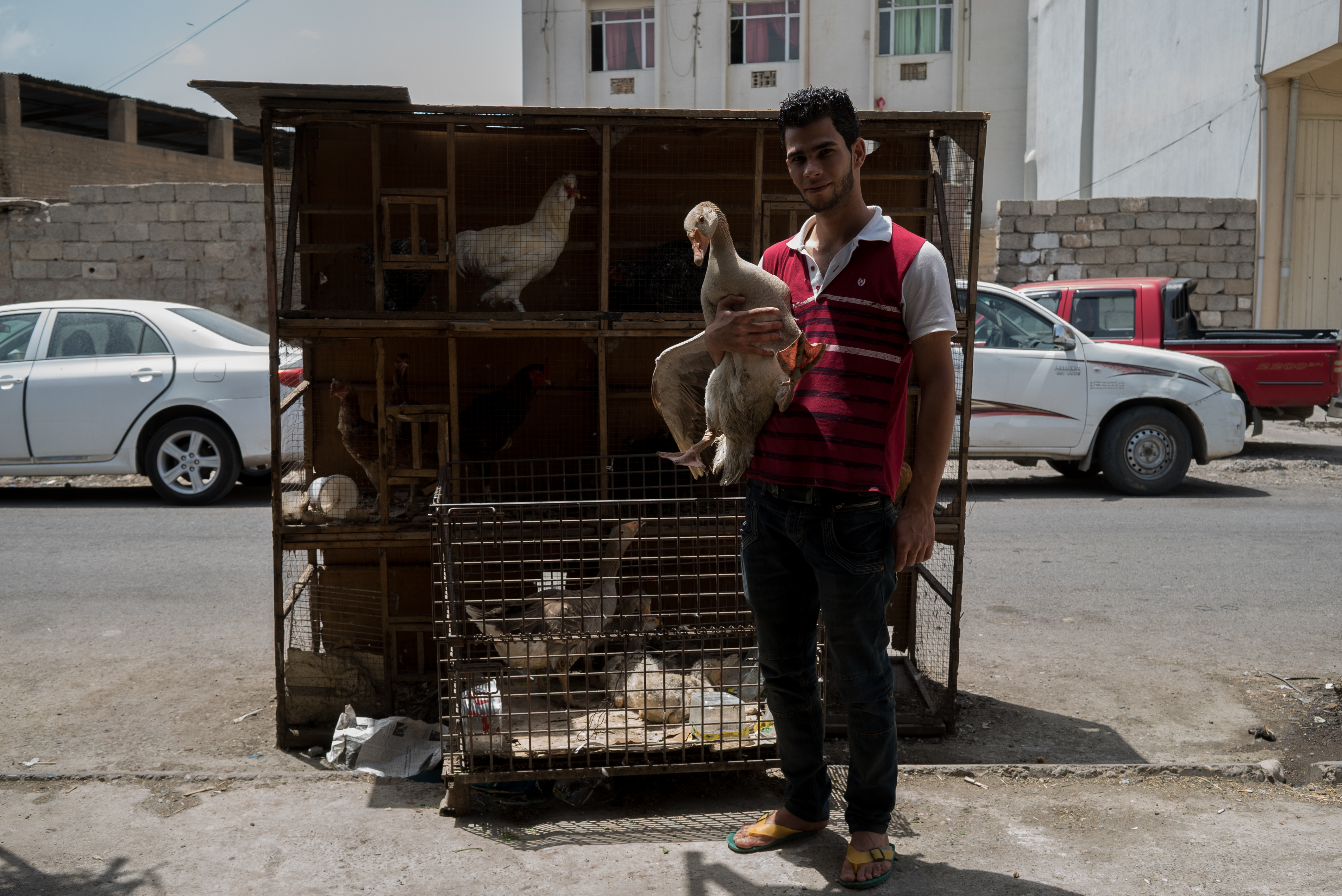 Erbil market for birds and animals, Erbil, Kurdistan Region, June 4, 2016. (Photo: Kurdistan24/Alexandre Afonso)
